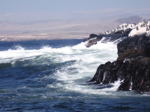 Pingüinos de Humboldt en Acantilado de Puerto de Caldera